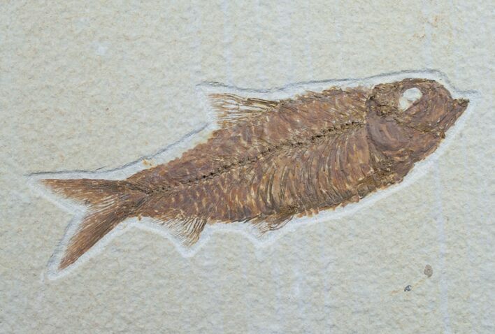 Knightia Fossil Fish - Wyoming #7596